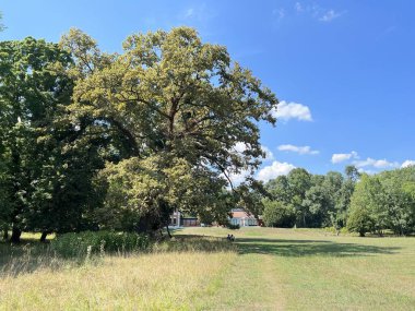 The park of the Tikves Castle in Kopacki rit Nature park or Park next to Tito's castle - Lug, Croatia (Park uz dvorac Tikves ili Perivoj Titovog dvorca, Park prirode Kopacki rit - Baranja, Hrvatska)