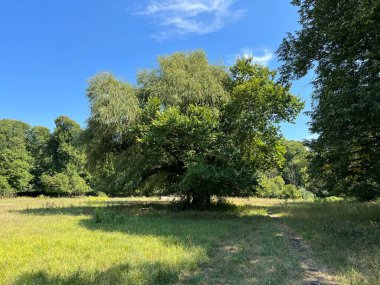 The park of the Tikves Castle in Kopacki rit Nature park or Park next to Tito's castle - Lug, Croatia (Park uz dvorac Tikves ili Perivoj Titovog dvorca, Park prirode Kopacki rit - Baranja, Hrvatska)