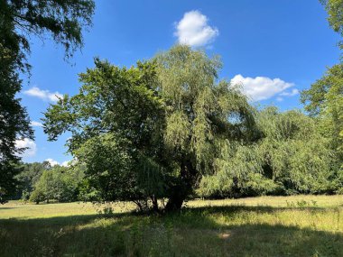 The park of the Tikves Castle in Kopacki rit Nature park or Park next to Tito's castle - Lug, Croatia (Park uz dvorac Tikves ili Perivoj Titovog dvorca, Park prirode Kopacki rit - Baranja, Hrvatska)