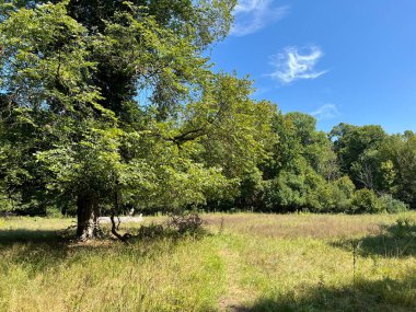 The park of the Tikves Castle in Kopacki rit Nature park or Park next to Tito's castle - Lug, Croatia (Park uz dvorac Tikves ili Perivoj Titovog dvorca, Park prirode Kopacki rit - Baranja, Hrvatska)