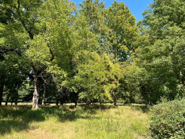 The park of the Tikves Castle in Kopacki rit Nature park or Park next to Tito's castle - Lug, Croatia (Park uz dvorac Tikves ili Perivoj Titovog dvorca, Park prirode Kopacki rit - Baranja, Hrvatska)