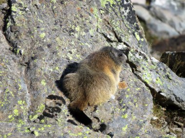 Alp dağ sıçanı (Marmota marmota), das Alpenmurmeltier, Mankei oder Murmel veya Alpski svizac, Davos - Grisonlar Kantonu, İsviçre (Kanton Graubuenden, Schweiz)