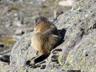 Alp dağ sıçanı (Marmota marmota), das Alpenmurmeltier, Mankei oder Murmel veya Alpski svizac, Davos - Grisonlar Kantonu, İsviçre (Kanton Graubuenden, Schweiz)