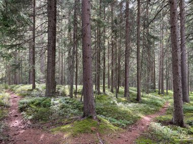 Fluelabach (Fluelabach) ya da Fluelatal Alp Vadisi, Davos - İsviçre Grisons Kantonu, İsviçre (Kanton Graubuenden, Schweiz)