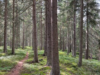 Fluelabach (Fluelabach) ya da Fluelatal Alp Vadisi, Davos - İsviçre Grisons Kantonu, İsviçre (Kanton Graubuenden, Schweiz)