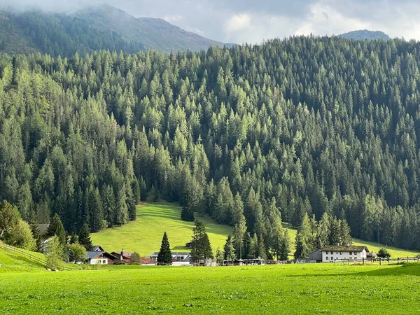 Magnificent Coniferous Forests Slopes Alpine Mountains Area City Davos Canton — Stock Photo, Image