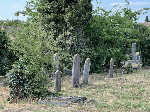 Vukovar Daki Eski Yahudi Mezarlığı Slavonya Hırvatistan Staro Zidovsko Groblje — Stok fotoğraf