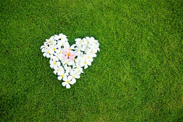 Coração branco de flores balinesas na grama verde — Fotografia de Stock
