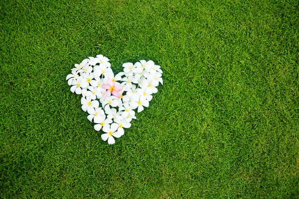 Cuore bianco da fiori balinesi su erba verde — Foto Stock