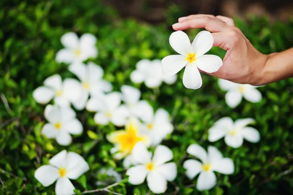 Güzel beyaz çiçekler — Stok fotoğraf