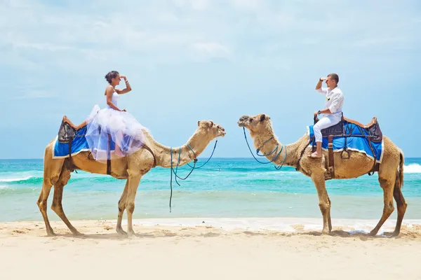 Paseo en camello el día de la boda —  Fotos de Stock