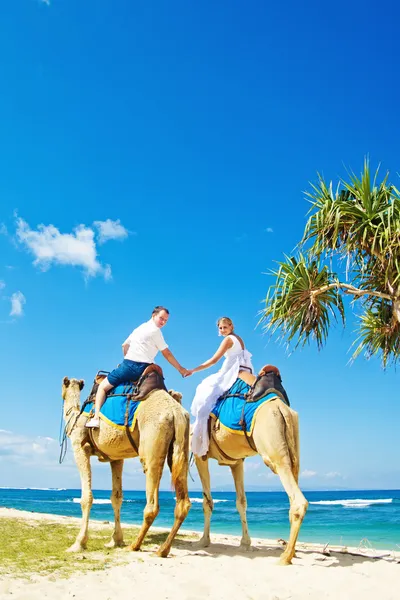 Paseo en camello el día de la boda — Foto de Stock