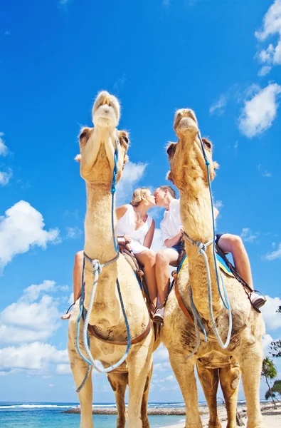 Camel ride on wedding day (focus on faces of people) Stock Picture