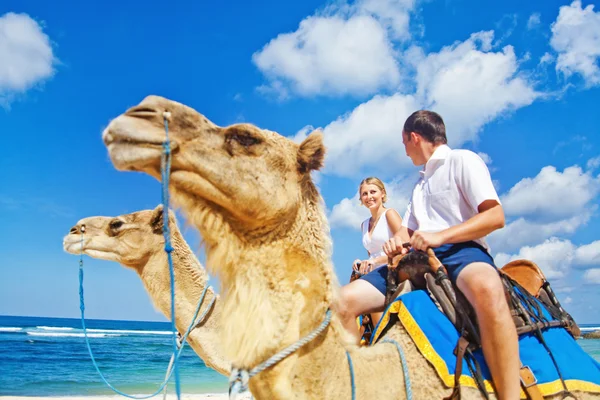 Camel ride on wedding day Royalty Free Stock Images