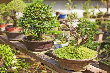 Bonsai-faiskolabonsai ağacı kreş