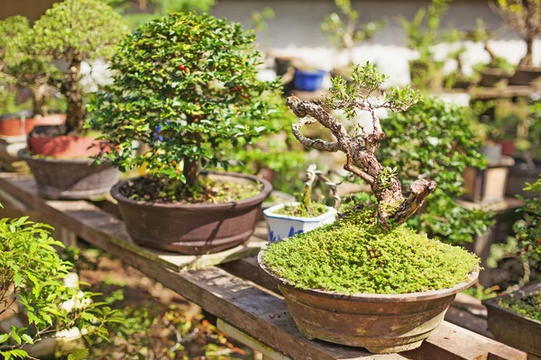 Vivero de árboles de Bonsai — Foto de Stock