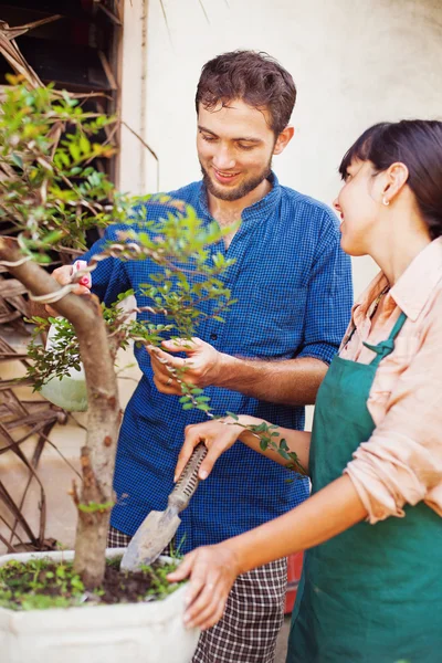 Couple of young gardeners with bonsai — Stock Photo, Image