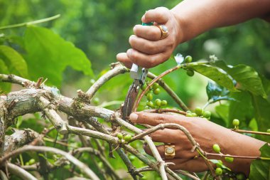 kahve ağacı yaprakları keserek eller