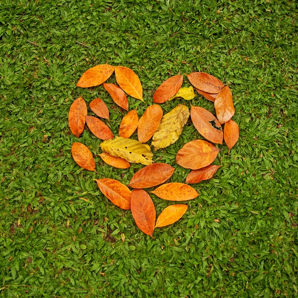 Сердце из листьев — стоковое фото