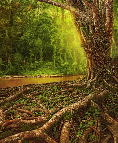 Raíces de árbol gigante de Banyan — Foto de Stock