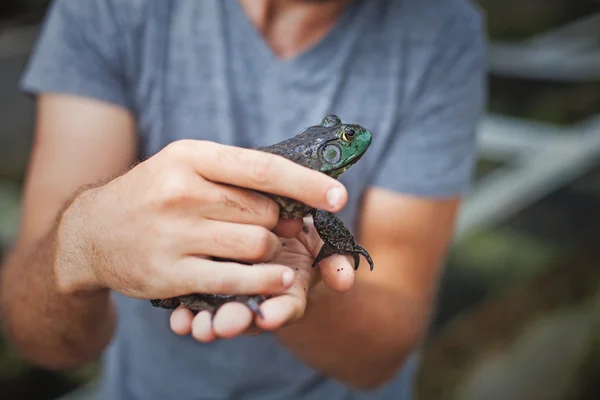 Hombre sosteniendo gran rana negra en las manos — Foto de Stock