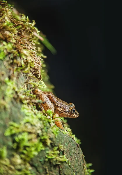 Grenouille sur mousse — Photo