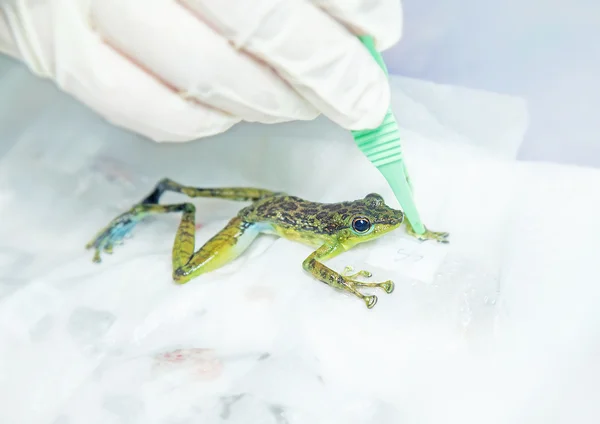 Frog in laboratory with pipette — Stock Photo, Image