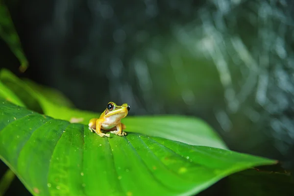 White-lipped tree frog — Stock Photo, Image