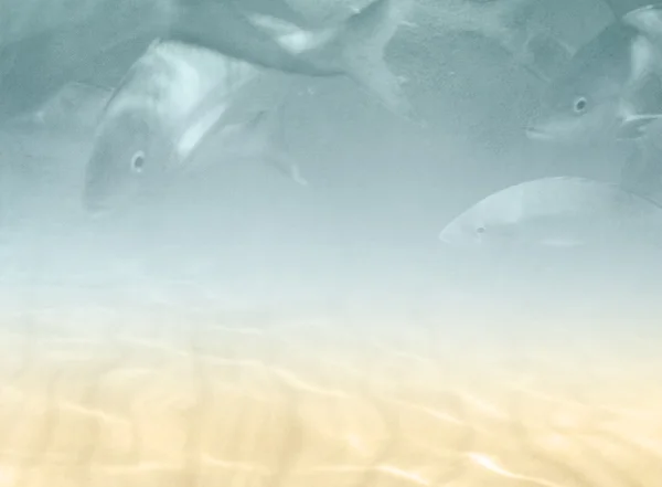 Underwater bakgrund med fiskar — Stockfoto