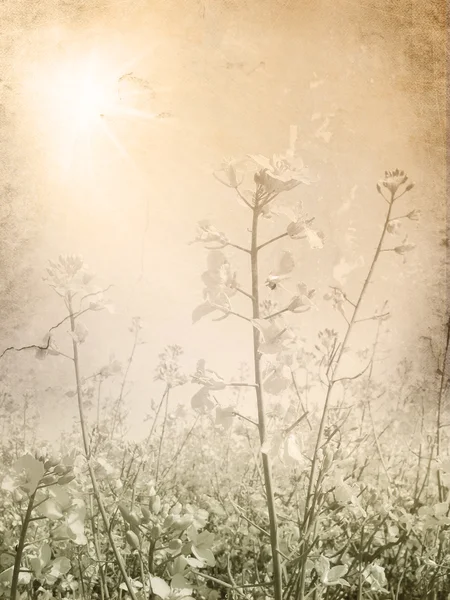 Vintage flower background - rapeseed — Stock Photo, Image