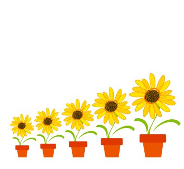 bir tencerede ayçiçeği