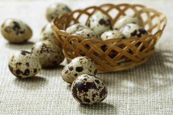 Huevos de codorniz — Foto de Stock