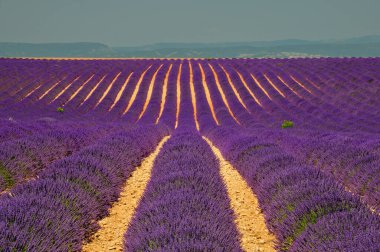 Çiçekli lavanta tarlası çift sıra büyüyor. Provence, Fransa