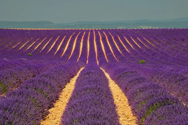Virágzó Levendula Mezeje Egyenletes Sorokban Provence Franciaország — Stock Fotó
