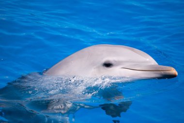 güzel mavi suda yüzen yunus