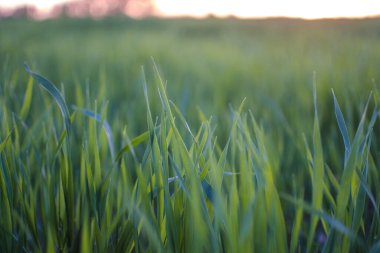 Yeşil alanda güzel bir gün batımı