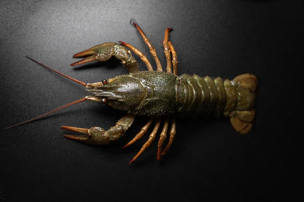 Common Crayfish Live Crustaceans Lobster Black Background Selective Focus Concept — Fotografia de Stock