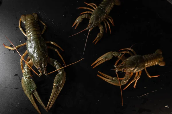 Common Crayfish Live Crustaceans Lobster Black Background Selective Focus Concept — Stock Photo, Image