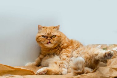 Red exotic cat is sitting. Funny pets. Washes, plays, Cute funny pussy posing on camera. Concept of pets, furry animals