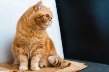 Red exotic cat is sitting. Funny pets. Washes, plays, Cute funny pussy posing on camera. Concept of pets, furry animals. Copy space.