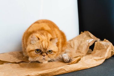 Red exotic cat is sitting. Funny pets. Washes, plays, Cute funny pussy posing on camera. Concept of pets, furry animals