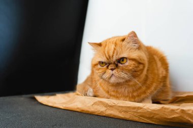 Red exotic cat is sitting. Funny pets. Washes, plays, Cute funny pussy posing on camera. Concept of pets, furry animals gloomy face. Copy space.