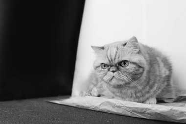 Red exotic cat is sitting. Funny pets. Washes, plays, Cute funny pussy posing on camera. Concept of pets, furry animals. Black and white