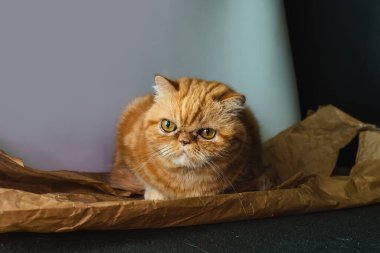 Red exotic cat is sitting. Funny pets. Washes, plays, Cute funny pussy posing on camera. Concept of pets, furry animals gloomy face