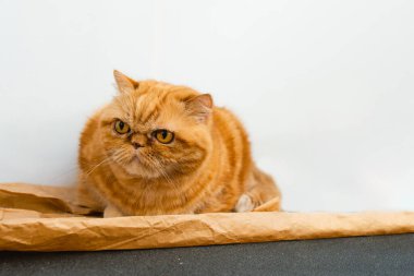 Red exotic cat is sitting. Funny pets. Washes, plays, Cute funny pussy posing on camera. Concept of pets, furry animals gloomy face. Copy space.