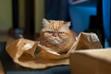 Red exotic cat is sitting. Funny pets. Washes, plays, Cute funny pussy posing on camera. Concept of pets, furry animals gloomy face