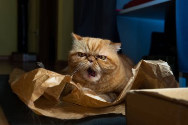 Red exotic cat is sitting. Funny pets. Washes, plays, Cute funny pussy posing on camera. Concept of pets, furry animals