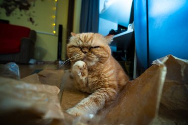 Red exotic cat is sitting. Funny pets. Washes, plays, Cute funny pussy posing on camera. Concept of pets, furry animals