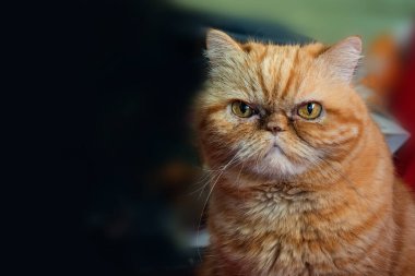 Red exotic cat is sitting. Funny pets. Washes, plays, Cute funny pussy posing on camera. Concept of pets, furry animals gloomy face. Copy space.