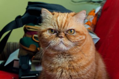 Red exotic cat is sitting. Funny pets. Washes, plays, Cute funny pussy posing on camera. Concept of pets, furry animals gloomy face